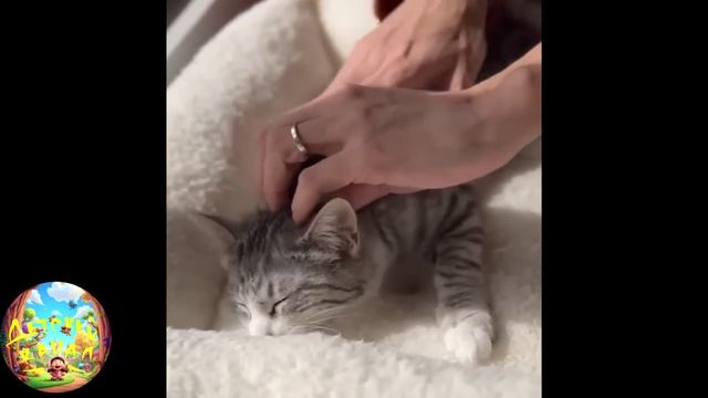 забавные и смешные кошечки и собачки 22