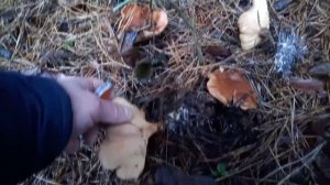 Говорушка 23 ноября 2025