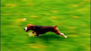 🐶😄 веселый пес: он не просто лает — он ставит рекорды по улыбкам