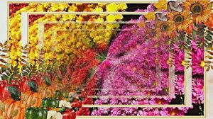 Осенние цветочные чудеса 5! Яркие осенние волшебные краски!!