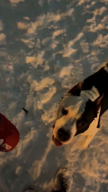 Боксирует. смотреть онлайн