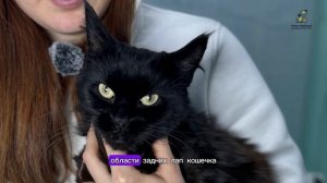 Очень красивая кошка Аджи приехала к нам на лечение