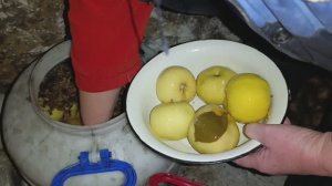 МОЧЁНЫЕ ЯБЛОКИ ПРОБУЕМ НА ВКУС