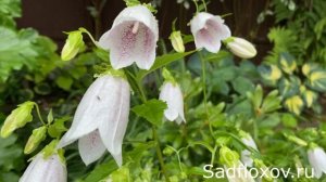 Колокольчик Такесима в моем саду