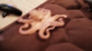 2часть морской мир отобрали свои же сокровища 💎🪙🪙💎