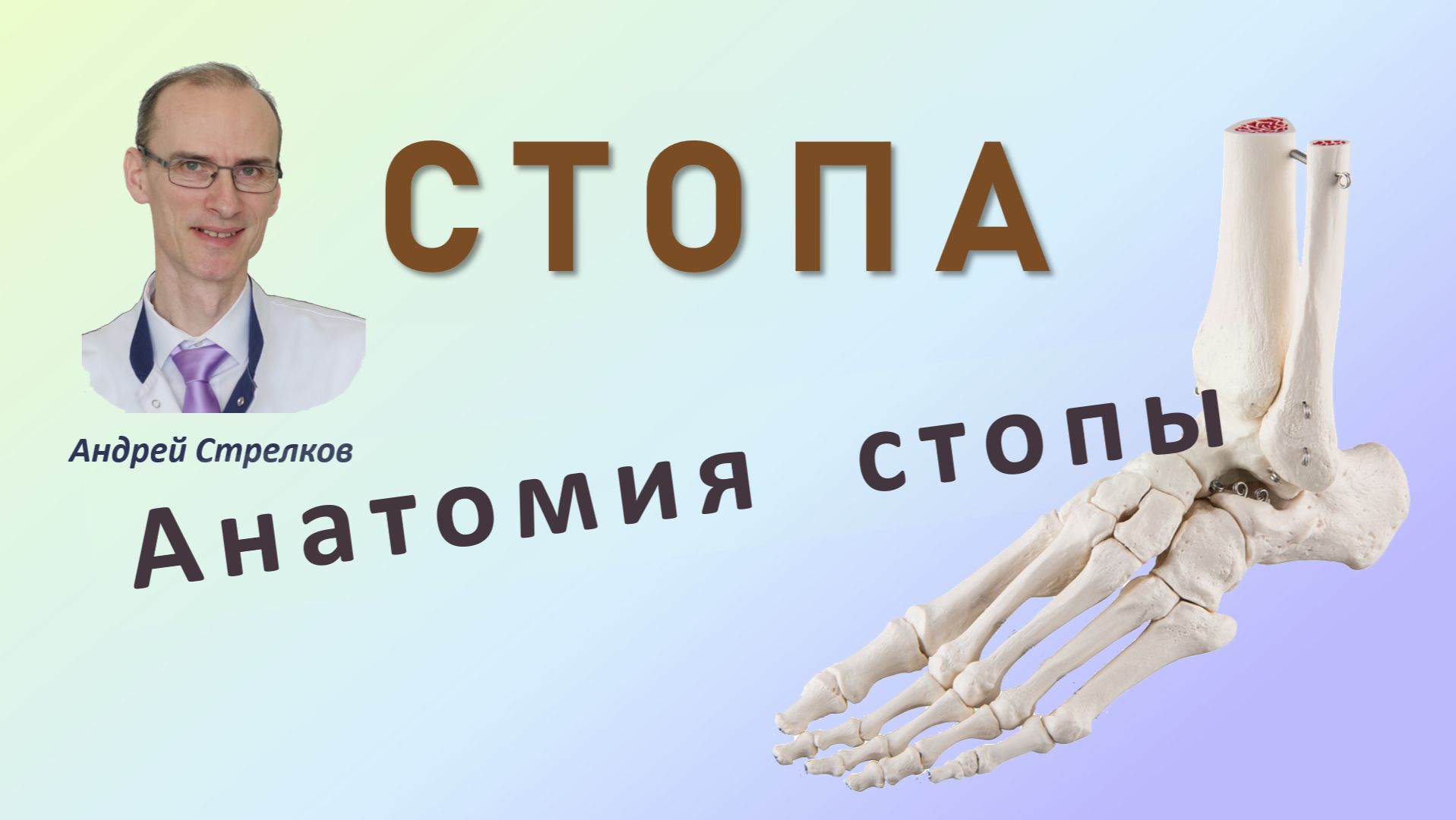 Стопа: анатомия, отделы, строение костей