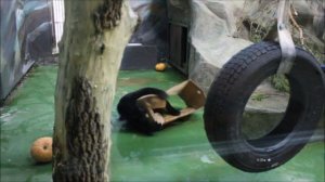 Габриэль тыквы вытащил из коробки и теперь играет с ней 19.11.2025