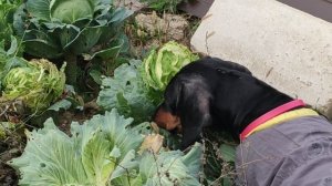 Таксы любят капусту