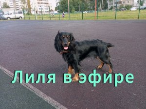 Кормим собакена!