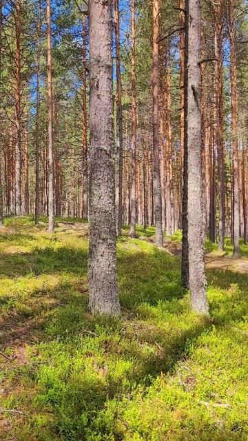 Карелия 2025. Карельский лес. Июль 2025г смотреть онлайн