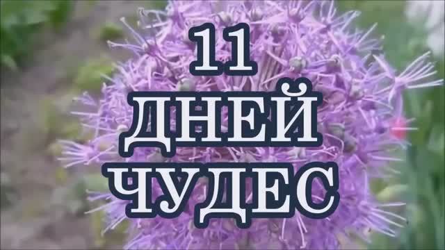 11 ДНЕЙ ЧУДЕС ОТ АРХАНГЕЛА МИХАИЛА