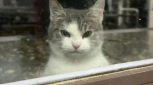 Смешные котики и коты 😹 | Топ приколов для настроения