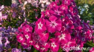 Сравниваем флоксы Краса России и Веншон Деншон