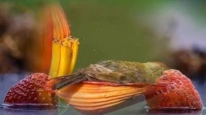 Сергей Кузнецов-Нежность! @ВАЛЕРИЙКОЧЕТОВ