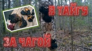 В ТАЙГУ ЗА ЧАГОЙ #чага, #лес, #тайга