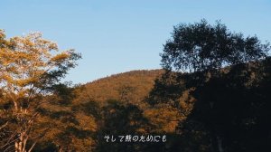 Спокойный костёр в осеннем лесу  Уютный вечер в одиночестве (ASMR)