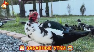 Забавные утки мускусные и пекинские на свободном выгуле со своими друзьями ч.(294) ❣️🤗😂
