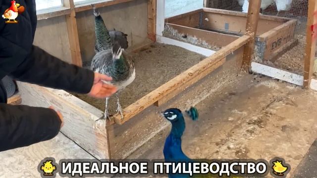 Идеальное птицеводство достойно восхищения 🐓🦆🦢🦚🦃🐔 эпизод (408) смотреть онлайн