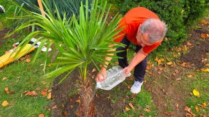 ГЕЛЕНДЖИК. САЖАЕМ ПАЛЬМЫ на КУРОРТЕ