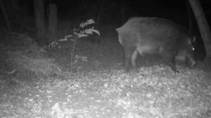 Кабан видео фото ловушки