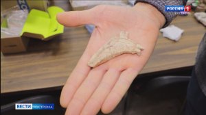 Костромские историки откопали диковинную костяную лошадку V века до нашей эры