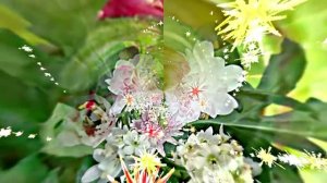 Видеофоны! Видеофон Осенняя цветочная фантазия 8 от Киностудии Мудрого Кота Тимофея!