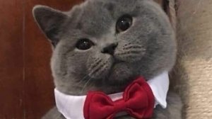 СМЕШНОЕ ВИДЕО : Коты Кошки