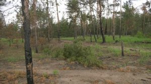 Суд вынес решение по делу о покупке участка леса