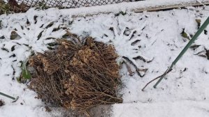 Хризантему мультифлора оставила на зимовку.24.11.2025