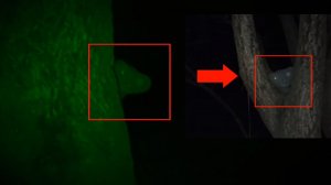 Топ 5 Страшные видео с загадочными существами снятых на камеру