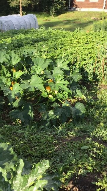 Ленинградская область. Хвойное. 16.07.2024. Дача. Обильно цветущие кабачки