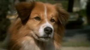 17 антифильмов про КВАДРОБЕРОВ: кринж, ужасы, превращения в животных и неожиданное кино