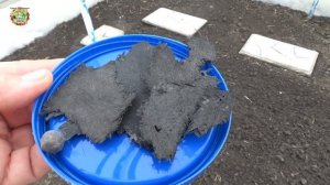 See The Secret That Makes Plants Grow Bigger!