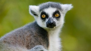 NYT: лемурам грозит исчезновение из-за моды на экзотическое мясо на Мадагаскаре