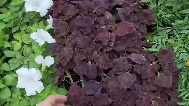 ВЛОГ Купили ОБОИ в гостиную ! Алиса захотела комнату в космическом стиле ! Наши покупки ! смотреть онлайн