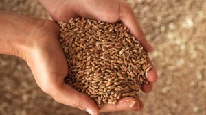 Российские аграрии с 20 декабря запустят пробные торги зерном на бирже