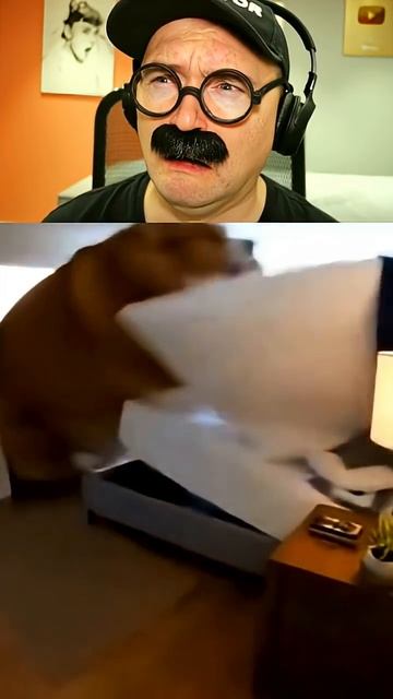 Не корги, а КОРЖИЩЕ смотреть онлайн