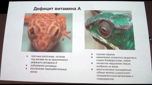 Роль кормовых насекомых в поддержании здоровья и роста рептилий
 Горячкина Яна Васильевна