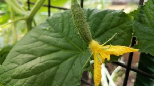 🥒9 сортов огурцов с моего участка, описания, фото, отзывы