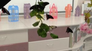 мир экзотических больших бабочек #бабочки #Butterflies #насекомые #Insects