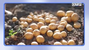 От картофеля до чипсов: как Андрей Болотов изменил русское сельское хозяйство