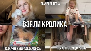 КРОЛИК НА СВОБОДНОМ ВЫГУЛЕ 🐇 | Первый месяц в семье | обучение лотку, запах, меченье территории