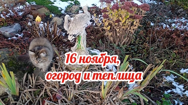 Огород и теплица 16 ноября 2025