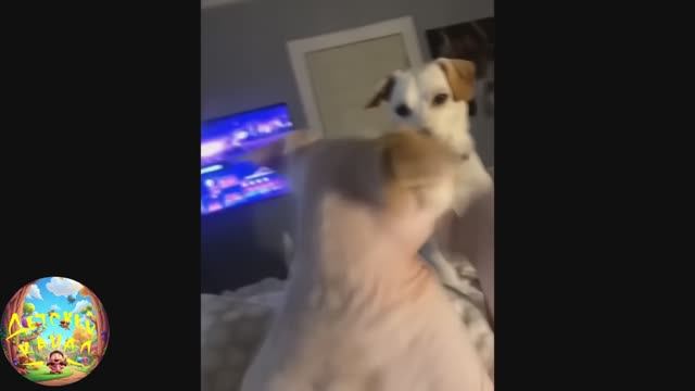 Улучшатель настроения! #8