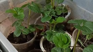 ВАЖНО! Выращивать клубнику на поддоконике без дополнительного освещения, вот результат!