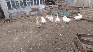 24 ноября, занеслись гуси ответ на комментарий