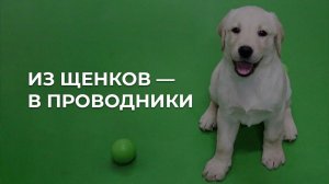 Из щенков — в проводники