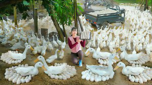 Покупаю много яиц на утиной ферме, и везу на трицикле продавать на местный рынок. Жизнь во Вьетнаме