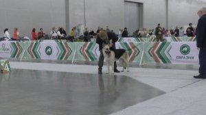 Горация Грейт