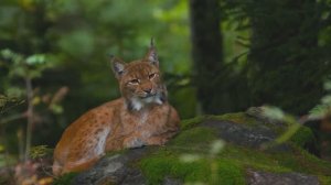 ЭТА МЕЛОДИЯ ПРОНИКАЕТ В САМОЕ СЕРДЦЕ И ТРОГАЕТ ДУШУ